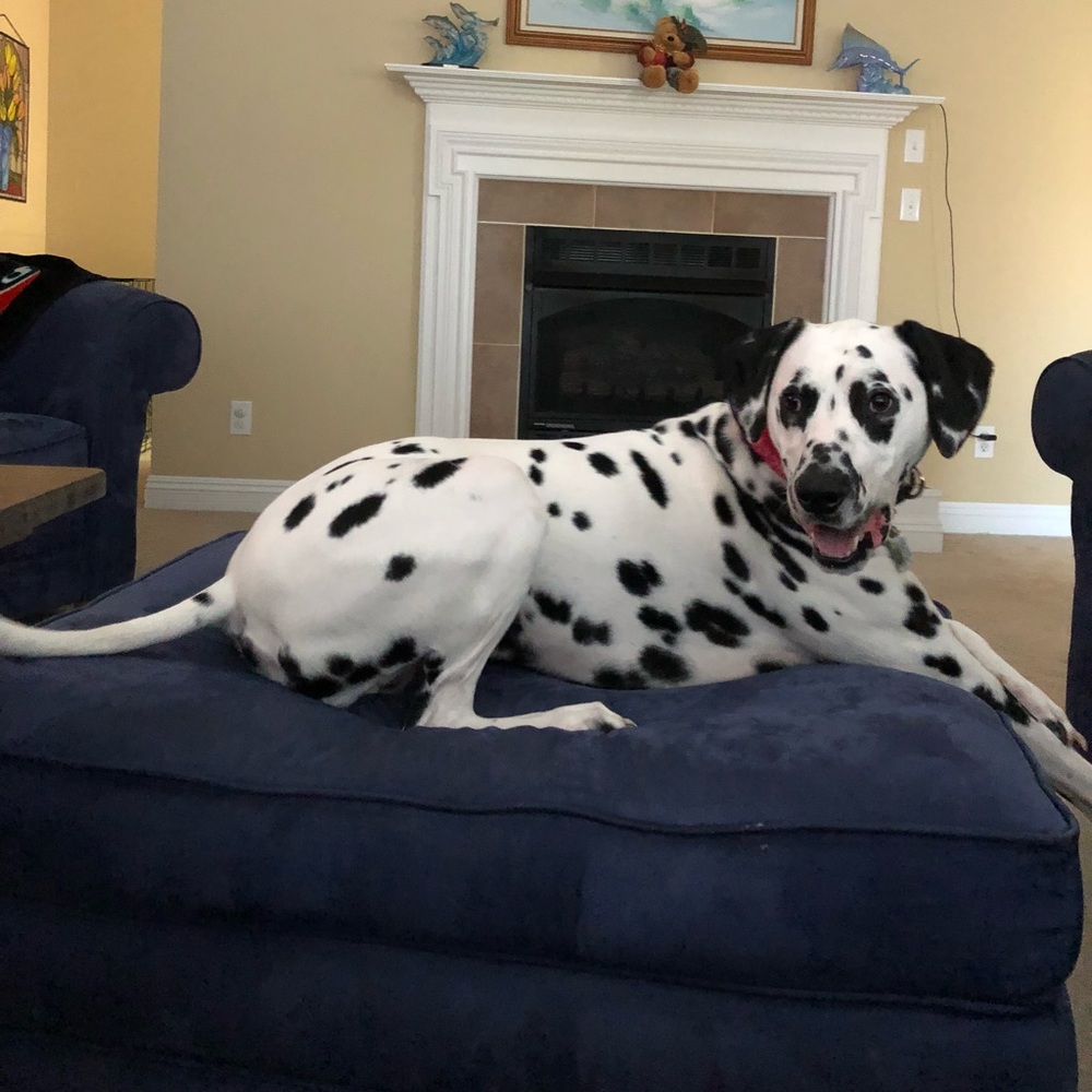 Dalmatian (Not for Sale)